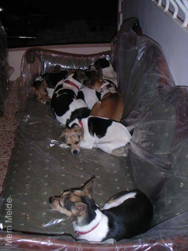 5_238_dogpile