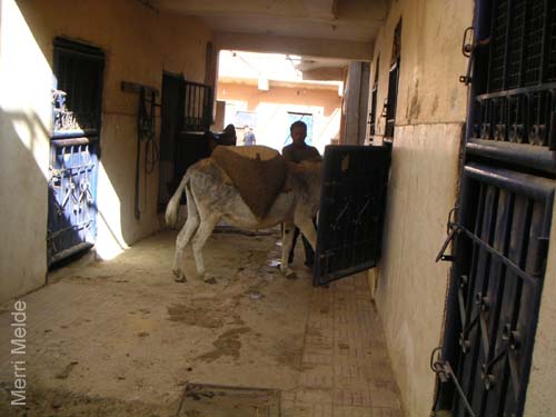 6_257_donkeylabor