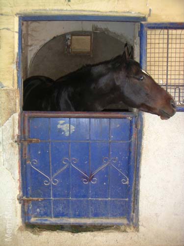 6_260_stallionforsale