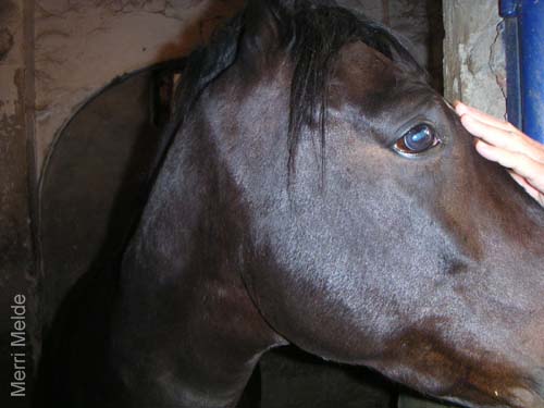 6_261_stallionforsale