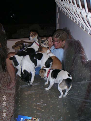 6_267_dogpile