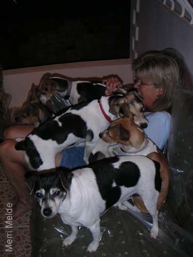 6_268_dogpile