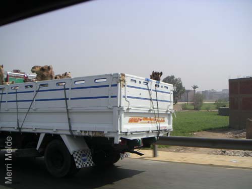 7_269_camels