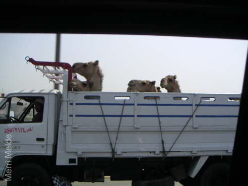 7_270_camels