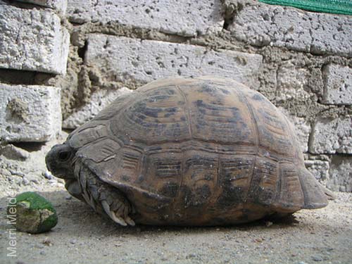 8_314_Turtle