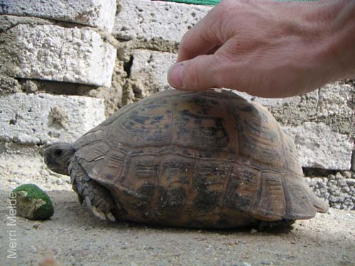 8_315_Turtle