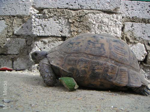 8_316_Turtle