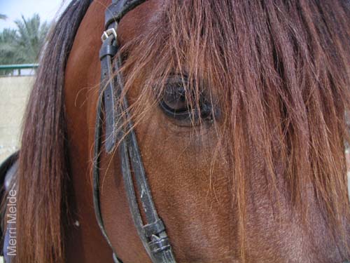 8_321_Stallion