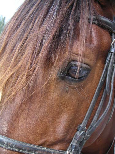 8_322_Stallion