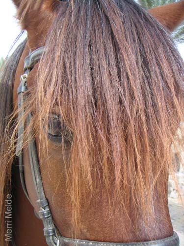 8_323_Stallion