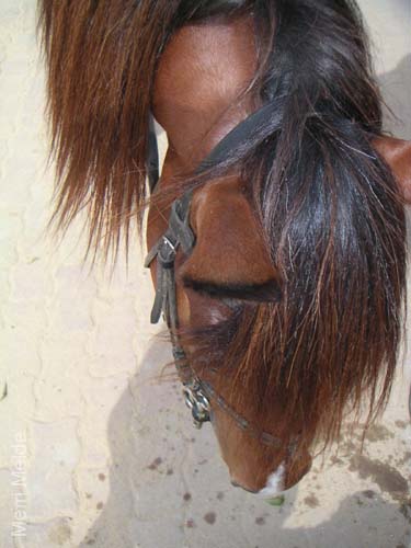8_325_Stallion