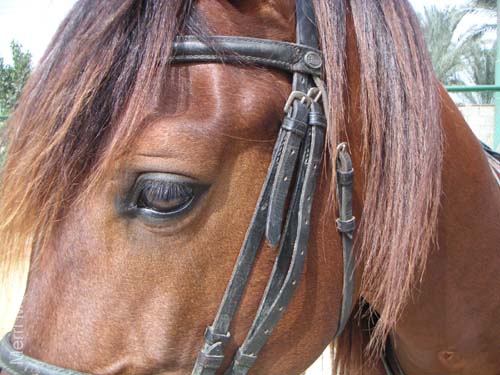 8_326_Stallion