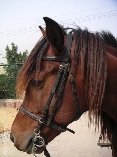 8_328_Stallion