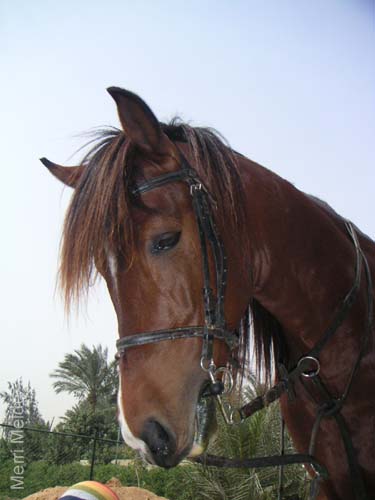 8_340_Stallion