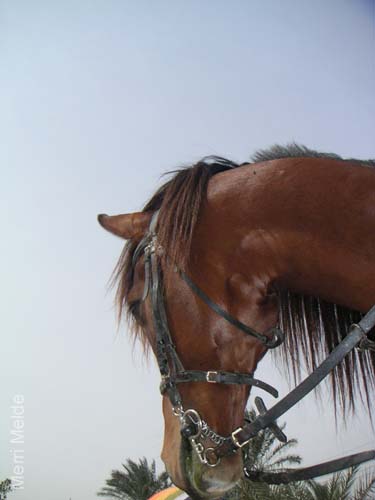 8_341_Stallion