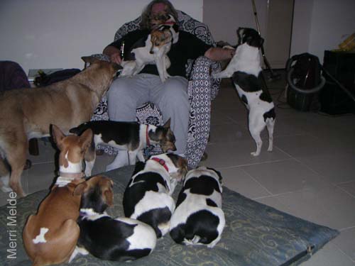 8_346Dogpile