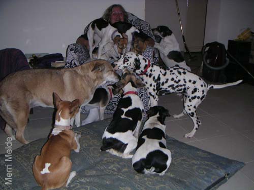 8_347_Dogpile
