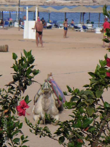 9_364_Sharm