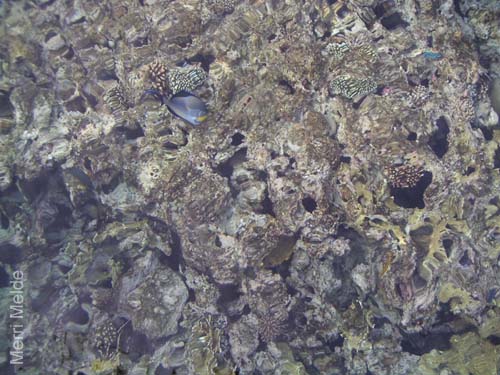9_368_Nicefish