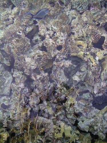9_369_NiceFish