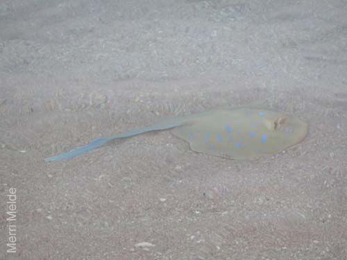 9_371_Stingray