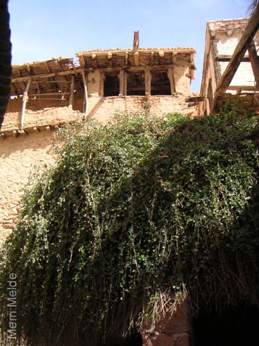 a_418_Burningbush
