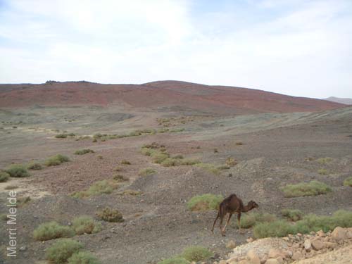 a_484_Sinai
