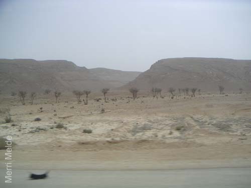 b_517_Sinai