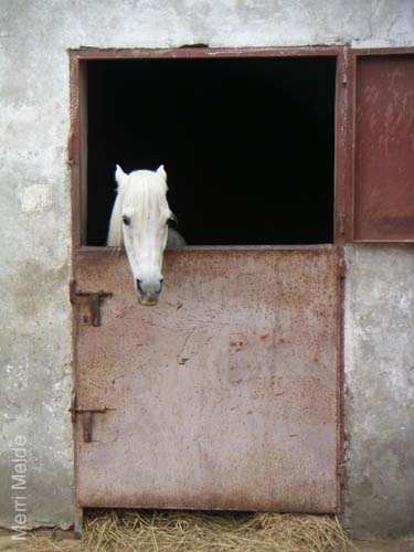 c_531_MoradsStable