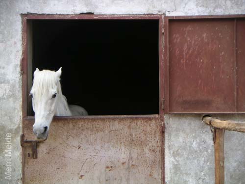 c_532_MoradsStable