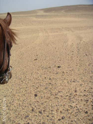 c_544_desertride