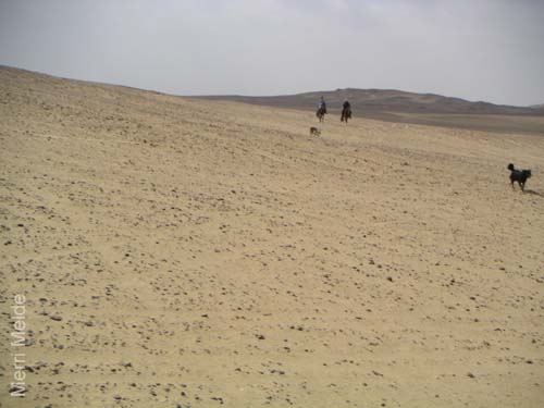 c_555_desertride