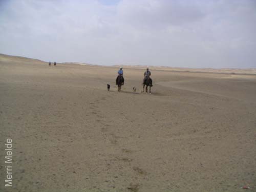 c_556_desertride