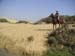 4_116_horseswontCross