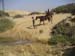 4_117_horseswontCross