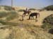 4_118_horseswontCross