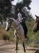 4_136_vetcheck_Morad