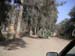 4_144_camelswithpalmbranches