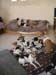 5_236_dogpile