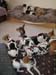 5_237_dogpile