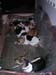 5_238_dogpile