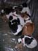 5_239_dogpile