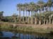 6_252_palmgroves