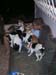 6_267_dogpile
