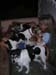 6_268_dogpile