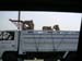 7_270_camels