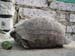 8_314_Turtle