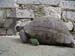8_316_Turtle