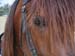 8_321_Stallion