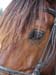 8_322_Stallion